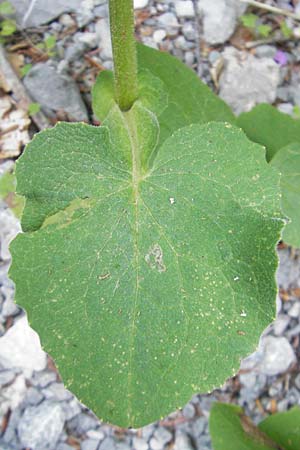 Doronicum austriacum \ sterreicher Gmswurz, Kroatien Velebit 30.6.2010