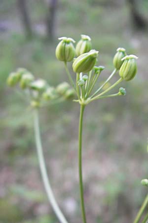 Physospermum verticillatum \ Wirteliger Blasensame / Whorled Bladderseed, Kroatien/Croatia Učka 17.7.2010