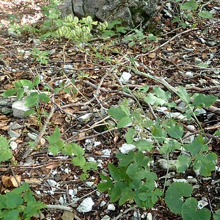 Laserpitium krapfii \ Krapfs Laserkraut / Krapf's Sermountain, Kroatien/Croatia Risnjak 14.8.2016