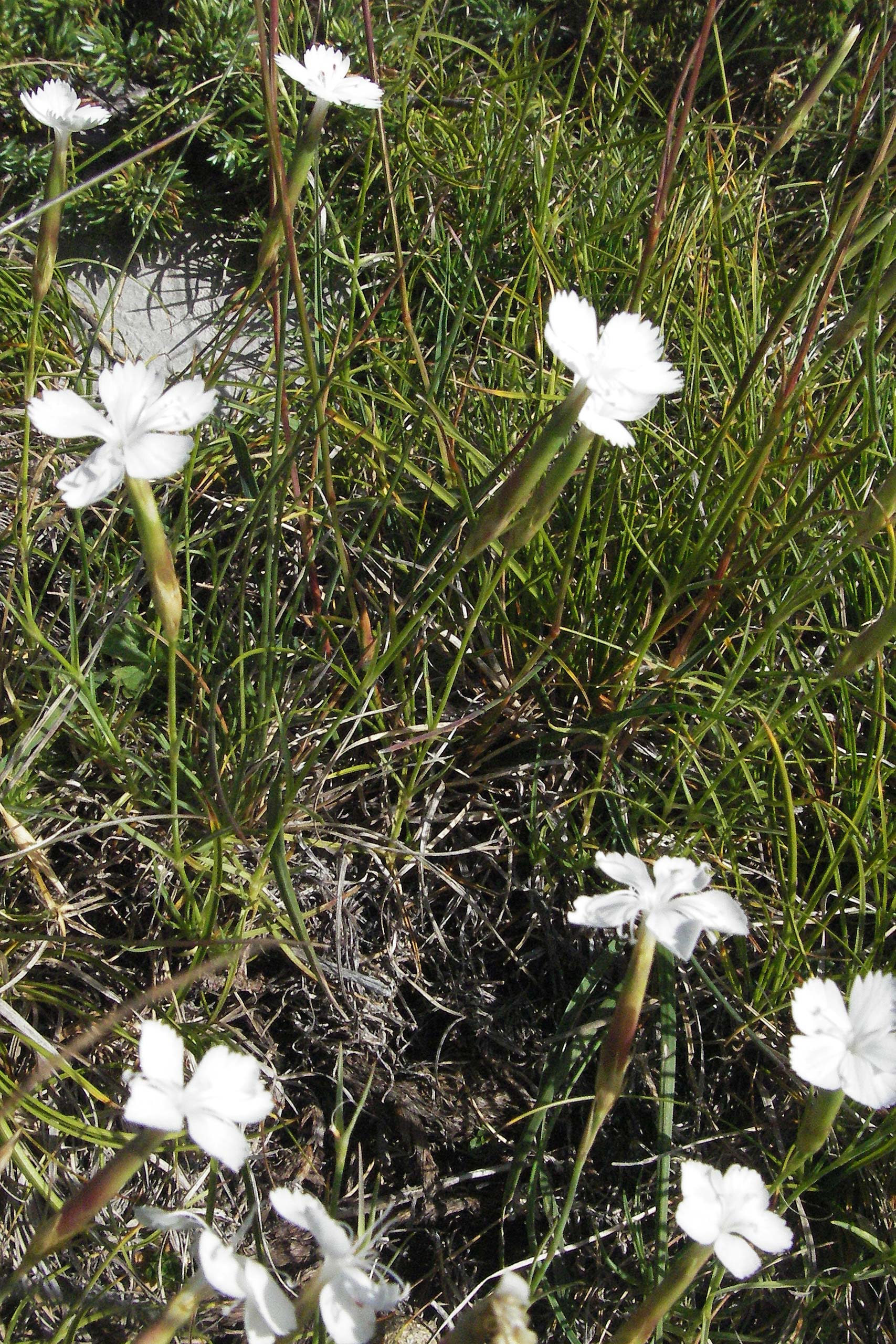 Dianthus petraeus \ Balkan-Nelke, Gerll-Nelke / White Fringed Pink, Kroatien/Croatia Velebit Zavizan 17.7.2007