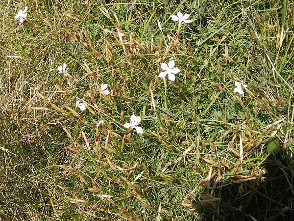 Dianthus petraeus \ Balkan-Nelke, Gerll-Nelke, Kroatien Velebit Zavizan 19.8.2016