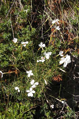 Dianthus petraeus \ Balkan-Nelke, Geröll-Nelke, Kroatien Velebit Zavizan 19.8.2016
