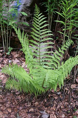 Dryopteris filix-mas \ Gewhnlicher Wurmfarn, Mnner-Farn / Male Fern, Kroatien/Croatia Velebit 4.6.2008