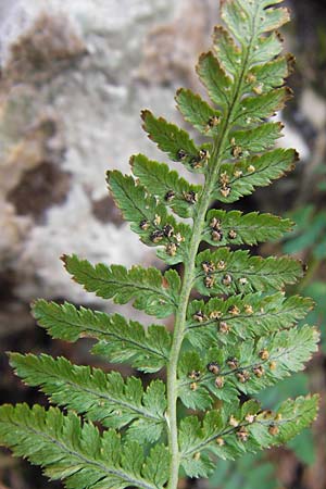 Dryopteris dilatata \ Breitblttriger Dornfarn, Groer Dornfarn, Kroatien Velebit Zavizan 19.8.2016