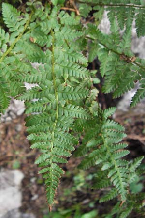 Dryopteris dilatata \ Breitblttriger Dornfarn, Groer Dornfarn / Broad Buckler Fern, Kroatien/Croatia Velebit Zavizan 19.8.2016