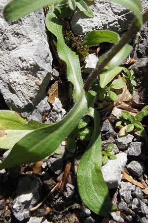 Erigeron macrophyllus \ Groblttriges Scharfes Berufkraut / Tall-Leaved Fleabane, Kroatien/Croatia Velebit 19.8.2016
