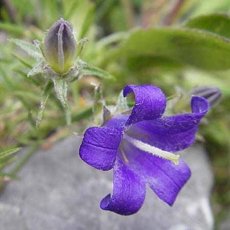 Edraianthus graminifolius / Grassy Bells, Croatia Velebit Zavizan 30.6.2010