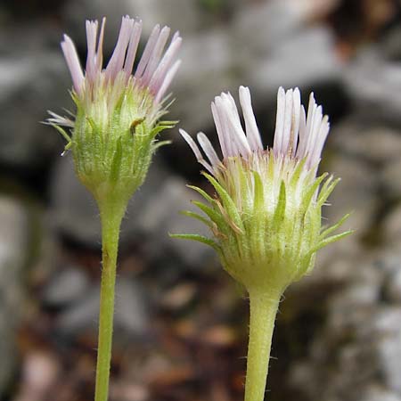 Erigeron glabratus \ Koralpen-Berufkraut / Koralpe Fleabane, Kroatien/Croatia Velebit Zavizan 19.8.2016