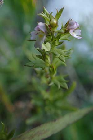 Euphrasia cuspidata \ Krainer Augentrost / Carniolan Eyebright, Kroatien/Croatia Risnjak 14.8.2016