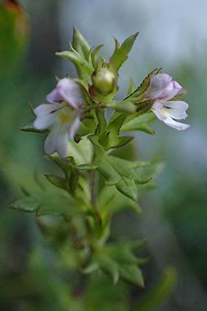 Euphrasia cuspidata \ Krainer Augentrost / Carniolan Eyebright, Kroatien/Croatia Risnjak 14.8.2016