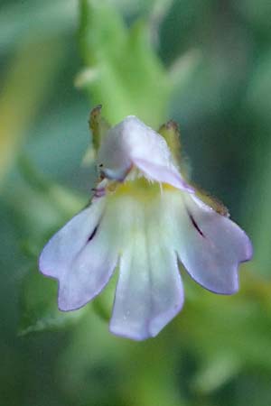 Euphrasia cuspidata \ Krainer Augentrost / Carniolan Eyebright, Kroatien/Croatia Risnjak 14.8.2016