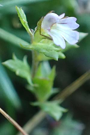 Euphrasia cuspidata \ Krainer Augentrost / Carniolan Eyebright, Kroatien/Croatia Risnjak 14.8.2016