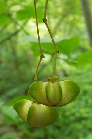 Euonymus latifolius / Broad-Leaf Spindle, Croatia Medvednica 1.8.2011