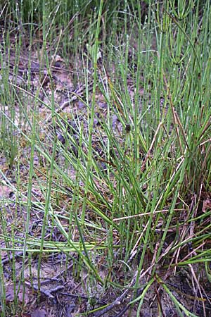 Equisetum palustre \ Sumpf-Schachtelhalm, Duwock, Kroatien Mala Učka 6.6.2008