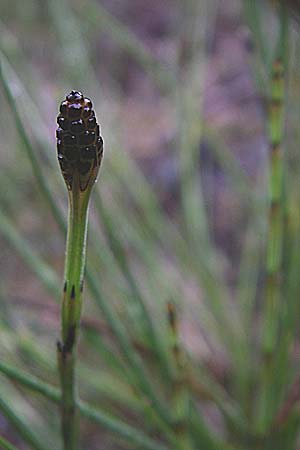 Equisetum palustre \ Sumpf-Schachtelhalm, Duwock / Marsh Horsetail, Kroatien/Croatia Mala Učka 6.6.2008