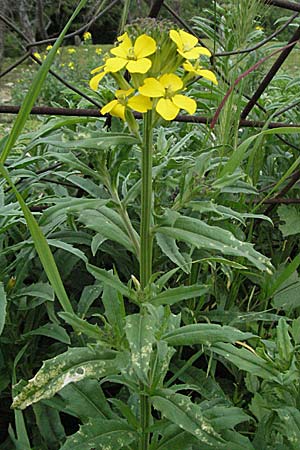 Erysimum odoratum \ Honig-Schterich, Wohlriechender Schterich / Odorant Treacle Mustard, Kroatien/Croatia Istrien/Istria, Gračišće 27.5.2006