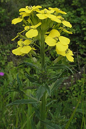 Erysimum odoratum \ Honig-Schterich, Wohlriechender Schterich / Odorant Treacle Mustard, Kroatien/Croatia Istrien/Istria, Gračišće 27.5.2006