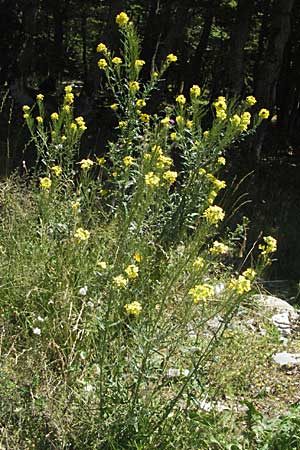 Erysimum odoratum / Odorant Treacle Mustard, Croatia Velebit 16.7.2007