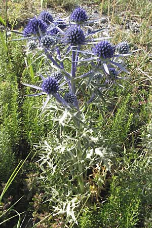 Eryngium amethystinum \ Stahlblaue Mannstreu, Kroatien Karlobag 17.7.2007