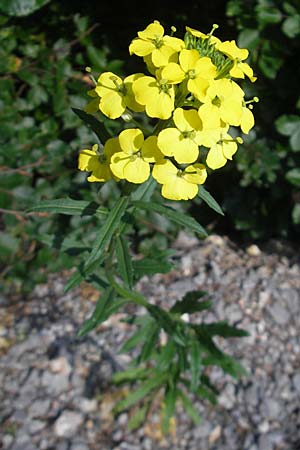 Erysimum odoratum \ Honig-Schterich, Wohlriechender Schterich / Odorant Treacle Mustard, Kroatien/Croatia Velebit 29.6.2010