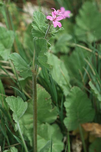 Erodium malacoides \ Malvenblttriger Reiherschnabel, Kroatien Šibenik 2.4.2006