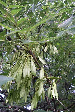 Fraxinus angustifolia / Narrow-Leaved Ash, Croatia Krka 3.6.2008