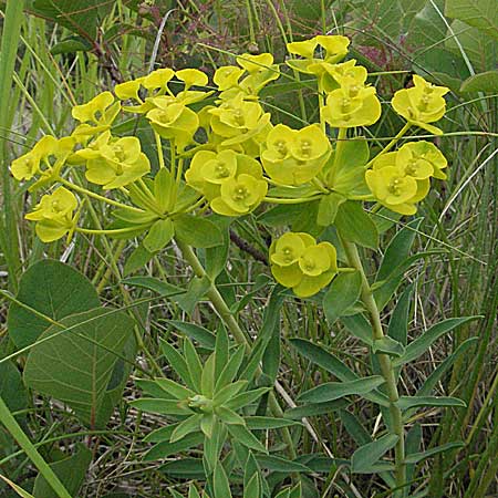 Euphorbia seguieriana \ Steppen-Wolfsmilch / Seguier's Spurge, Kroatien/Croatia Istrien/Istria, Gračišće 27.5.2006