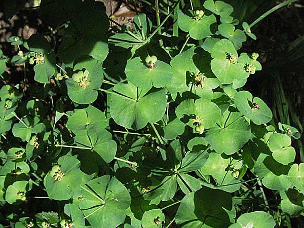 Euphorbia segetalis ? \ Saat-Wolfsmilch / Grainfield Spurge, Kroatien/Croatia Istrien/Istria, Limski Fjord 29.5.2006