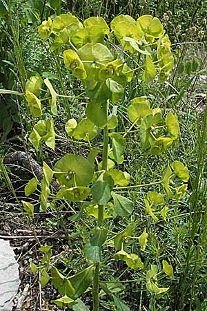 Euphorbia segetalis ? \ Saat-Wolfsmilch / Grainfield Spurge, Kroatien/Croatia Velebit 31.5.2006