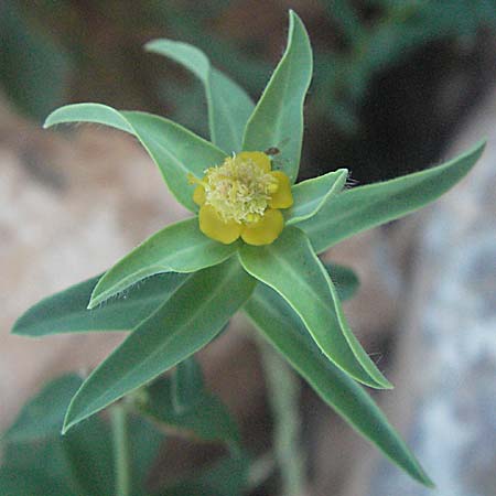 Euphorbia fragifera \ Erdbeer-Wolfsmilch / Strawberry Spurge, Kroatien/Croatia Senj 16.7.2007