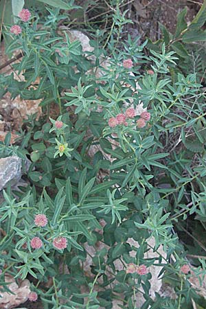 Euphorbia fragifera \ Erdbeer-Wolfsmilch / Strawberry Spurge, Kroatien/Croatia Senj 16.7.2007
