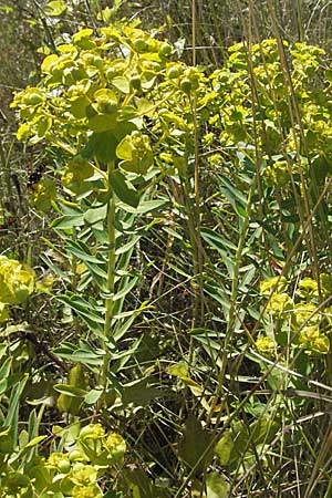Euphorbia seguieriana \ Steppen-Wolfsmilch / Seguier's Spurge, Kroatien/Croatia Istrien/Istria, Labin 15.7.2007