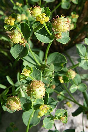 Euphorbia fragifera \ Erdbeer-Wolfsmilch / Strawberry Spurge, Kroatien/Croatia Udbina 2.6.2008