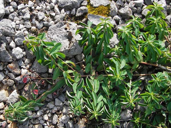 Euphorbia verrucosa \ Warzen-Wolfsmilch, Kroatien Velebit 18.8.2016