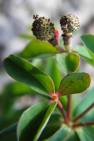 Euphorbia verrucosa \ Warzen-Wolfsmilch / Warty Spurge, Kroatien/Croatia Velebit 18.8.2016