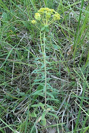 Euphorbia esula ? / Leafy Spurge, Croatia Istria, Groznjan 11.8.2016