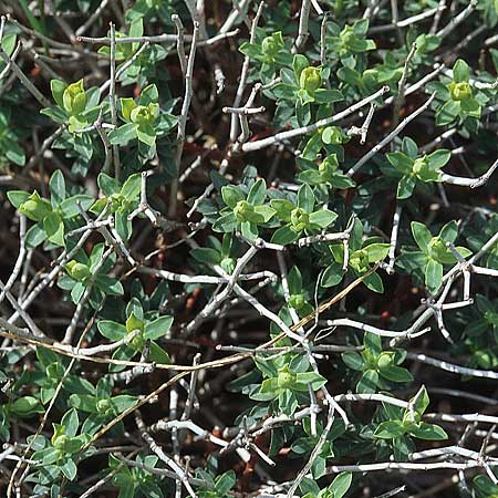 Euphorbia spinosa \ Dornige Wolfsmilch / Spiny Spurge, Kroatien/Croatia Šibenik 2.4.2006