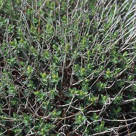 Euphorbia spinosa \ Dornige Wolfsmilch, Kroatien Šibenik 2.4.2006