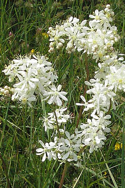 Filipendula vulgaris \ Knolliges Mdes, Kroatien Istrien, Poreč 28.5.2006