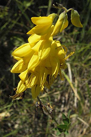 Cytisus nigricans \ Schwarzwerdender Geiklee / Black Broom, Kroatien/Croatia Istrien/Istria, Gračišće 15.7.2007