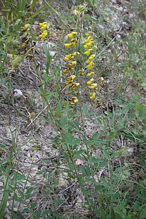 Cytisus nigricans \ Schwarzwerdender Geiklee / Black Broom, Kroatien/Croatia Istrien/Istria, Gračišće 15.7.2007