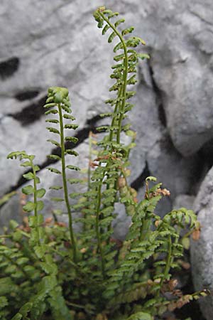 Asplenium viride \ Grnstieliger Streifenfarn / Green Spleenwort, Kroatien/Croatia Velebit Zavizan 17.7.2007