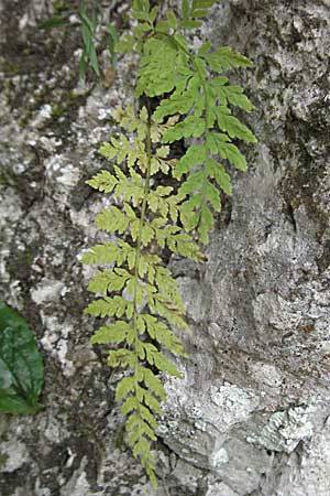 Cystopteris fragilis \ Zerbrechlicher Blasenfarn / Brittle Bladder Fern, Kroatien/Croatia Plitvička 19.7.2007