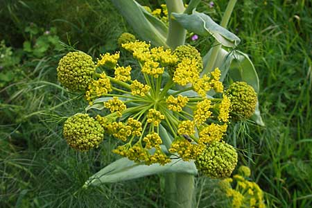 Ferula communis \ Riesen-Fenchel, Gemeines Rutenkraut / Giant Fennel, Kroatien/Croatia Korčula, Cara 5.4.2006