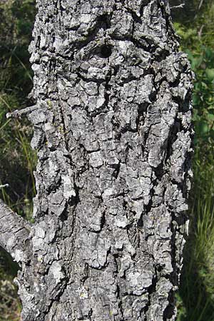 Quercus pubescens \ Flaum-Eiche, Kroatien Istrien, Vrh 28.6.2010