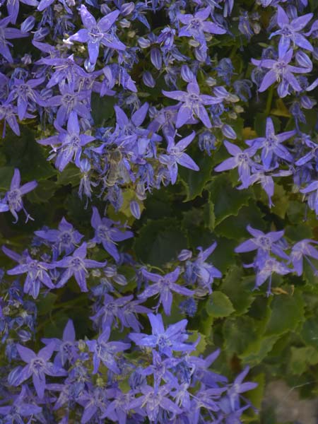 Campanula fenestrellata \ Fenster-Glockenblume / Adriatic Bellflower, Kroatien/Croatia Paklenica 9.6.2015 (Photo: Oswald Gabathuler)