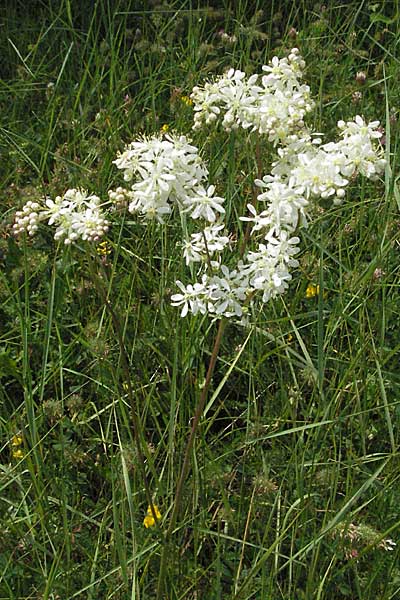 Filipendula vulgaris \ Knolliges Mdes, Kroatien Istrien, Poreč 28.5.2006