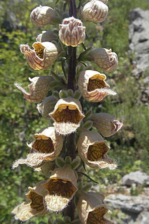 Digitalis ferruginea \ Rostfarbener Fingerhut, Kroatien Velebit 16.7.2007