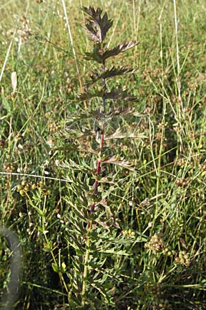 Filipendula vulgaris / Dropword, Croatia Gospic 17.7.2007