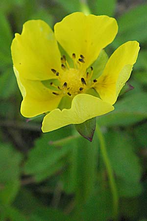 Potentilla reptans / Creeping Cinquefoil, Croatia Donji Budački 20.7.2007